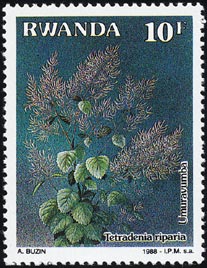 テトラデニア・リパリア　Tetradenia riparia