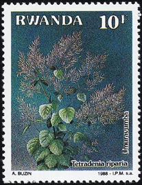 テトラデニア・リパリア Tetradenia riparia