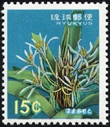 ハマオモト　Crinum asiaticum var japonicum