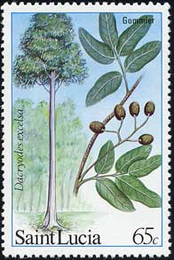 ダクリオデス属の1種 Dacryodes excelsa