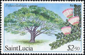 アメリカネムノキ Pithecellobium saman