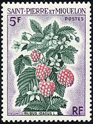 ヨーロッパキイチゴ　Rubus idaeus
