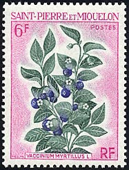 ビルベリー　Vaccinium myrtillus