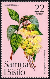Barringtonia samoensis