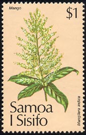 マンゴー花序 Mangifera indica