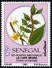 Cassia occidentalis