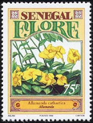 アリアケカズラ Allamanda cathartica