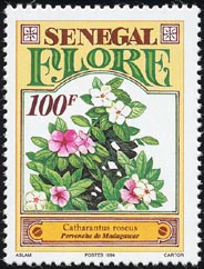 ニチニチソウ Catharanthus roseus