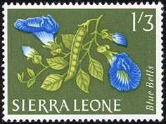 チョウマメ Clitoria ternatea