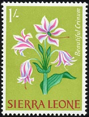 クリヌム・オルナトゥム Crinum ornatum