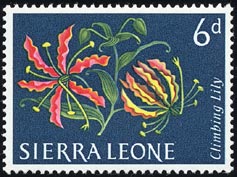 グロリオサ・スペルバ Gloriosa superba