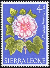 フヨウ Hibiscus mutabilis