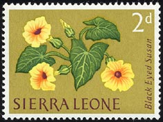 ヤハズカズラ Thunbergia alata