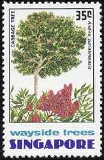 アンディラ・スリナメンシス Andira surinamensis