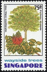 デイコ Erythrina variegata