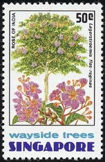 オオバナサルスベリ Lagerstroemia speciosa