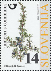 Juniperus communis