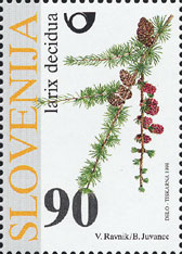 Larix decidua