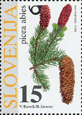 Picea abies