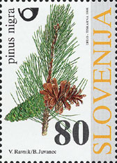 Pinus nigra