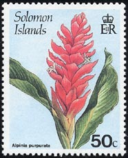 アルピニア・プルプラタ　Alpinia purpurata