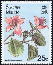 フイリソシンカ Bauhinia variegata