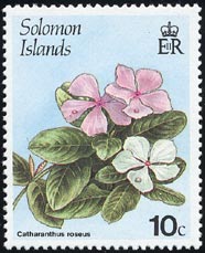 ニチニチソウ Catharanthus roseus