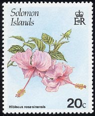 ハイビスカス　Hibiscus rosa-sinensis