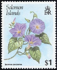 マルバアサガオ Ipomoea purpurea