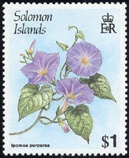 マルバアサガオ　Ipomoea purpurea