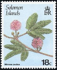 オジギソウ　Mimosa pudica