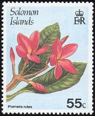 プルメリア・ルブラ Plumeria rubra