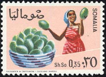 パパイア Carica papaya