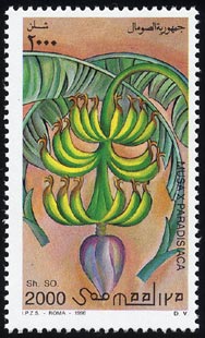 Musa ~ paradisiaca