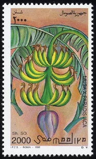 Musa ~ paradisiaca