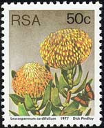 Leucospermum cordifolium