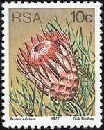 Protea aristata