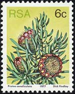 Protea canaliculata