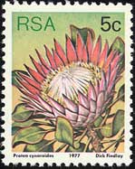 Protea cynaroides