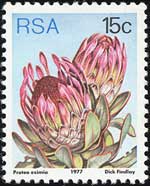 Protea eximia