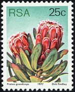 Protea grandiceps