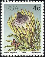 Protea longifolia