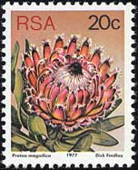 Protea magnifica