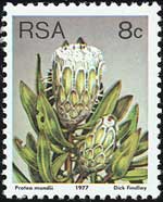 Protea mundii