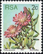 Protea punctata