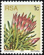 Protea repens