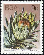 Protea roupelliae