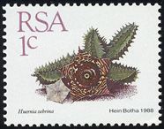 Huernia zebrina