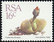 Vanheerdea divergens