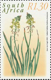 Bulbine frutescens